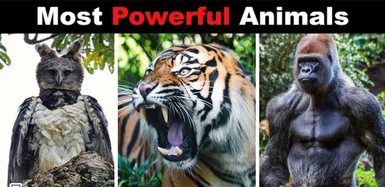 The most powerful animals in the world 💪