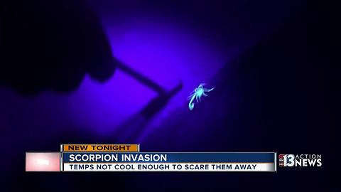 Temperatures too warm to put scorpions into hibernation