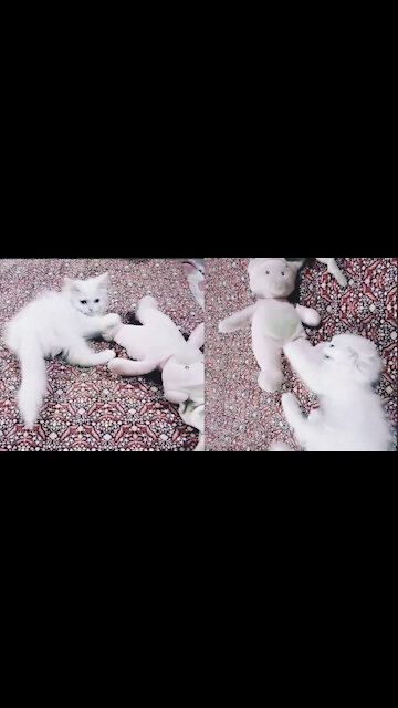 (Greedy) Cat Prefer Money Not Fight