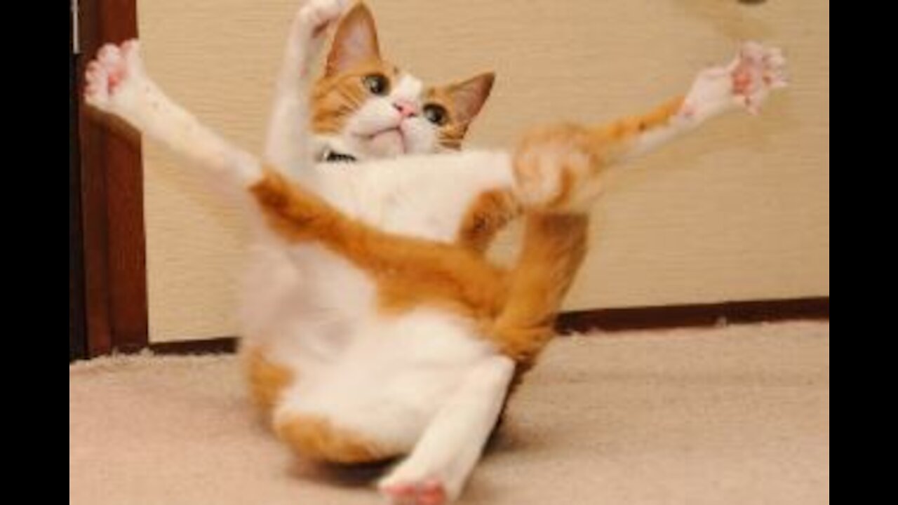 Funniest Cats And Dogs - Cute And Funny Animal Videos