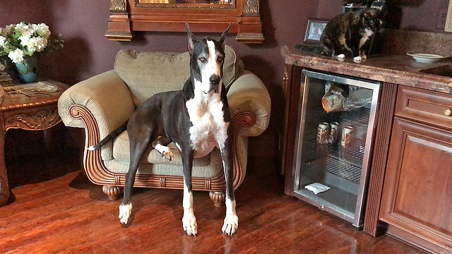 Impatient Great Dane Nags Cats To Hurry Up And Drink