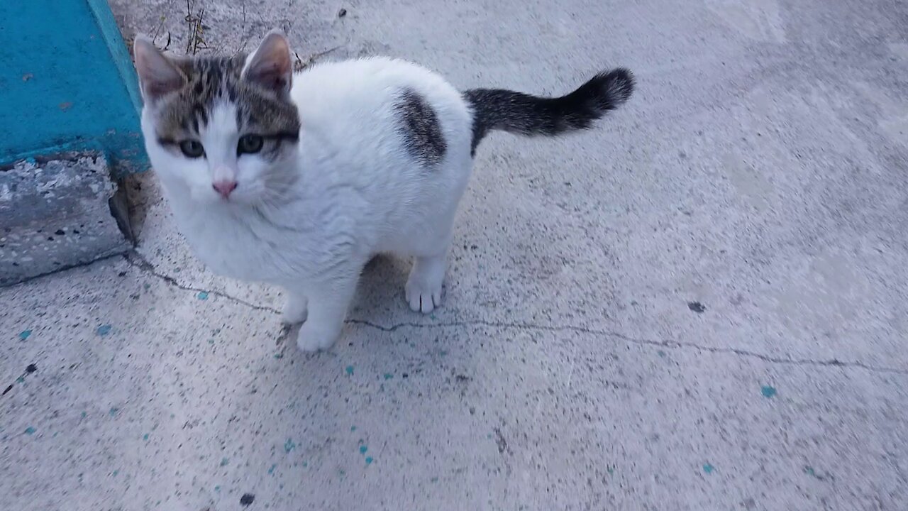 A young cat curious about the garden.(71day old cat - part3)