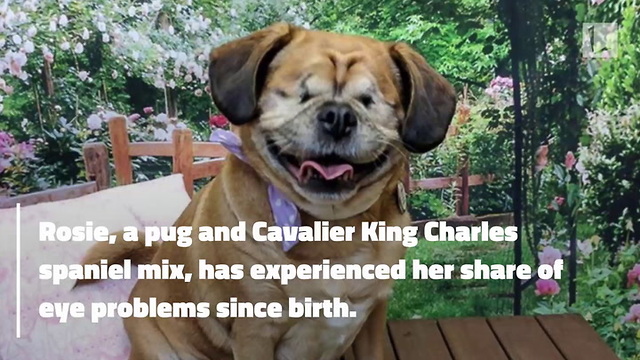 Precious Pug with No Eyes Has Her Very Own Guide Dog