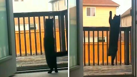 Cat mysteriously manages to get caught in the glass of the door