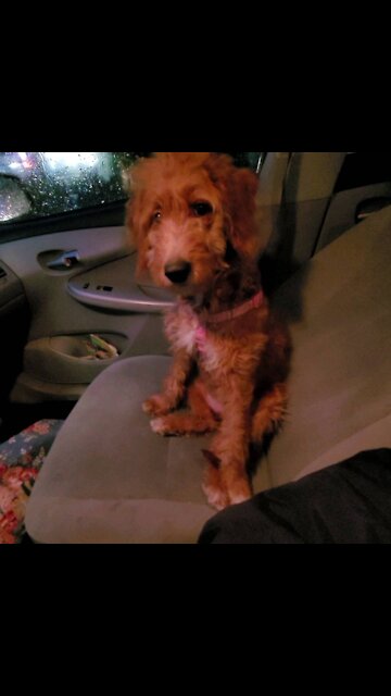 Tillie shows off her smarts