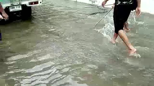 Chilling Footage Shows Boa Constrictor Being Removed From Flooded Streets In Bangkok