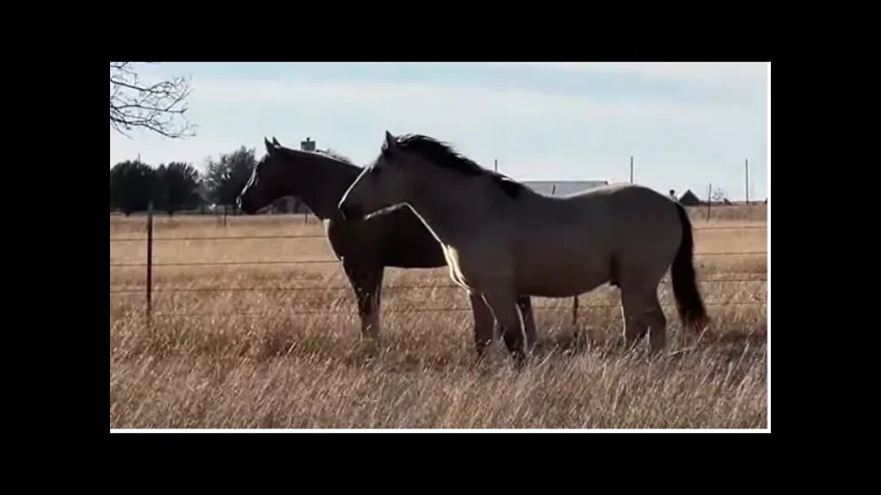 Horse Scared Of Little Flags In Pasture - Horses Are Experts Noticing Changes In Their Environment