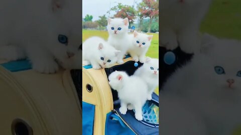 Cute cats video