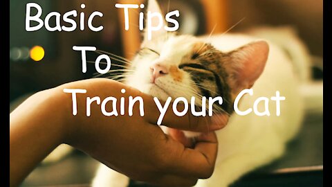 Basic Cat Training Tips