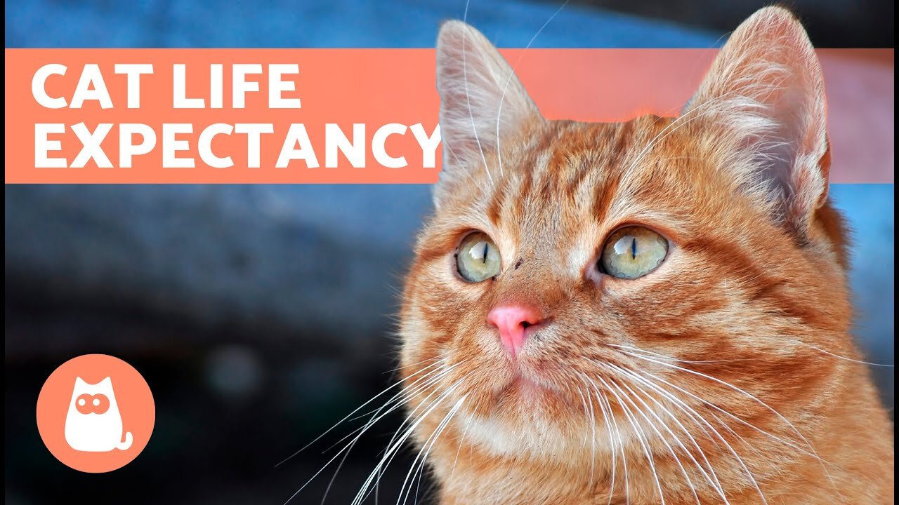 HOW LONG DO CATS LIVE? 🐱 (Life Expectancy of Domestic and Feral Cats)