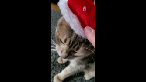 Christmas Kitty