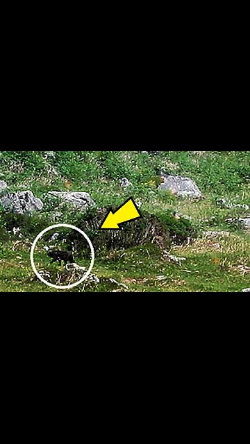 Hellhounds Caught On Camera & Spotted In Real Life! #mythicalcreature #creature #hellhound #hallowee