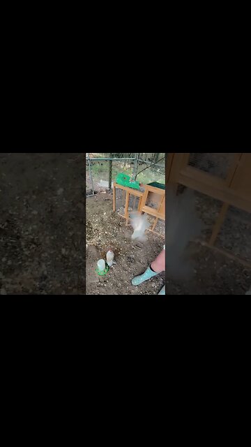 Good Morning 😊 #chicken #chicks #chickencoop #chickenranch #bahamas