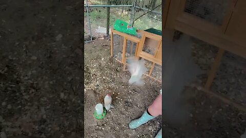 Good Morning 😊 #chicken #chicks #chickencoop #chickenranch #bahamas