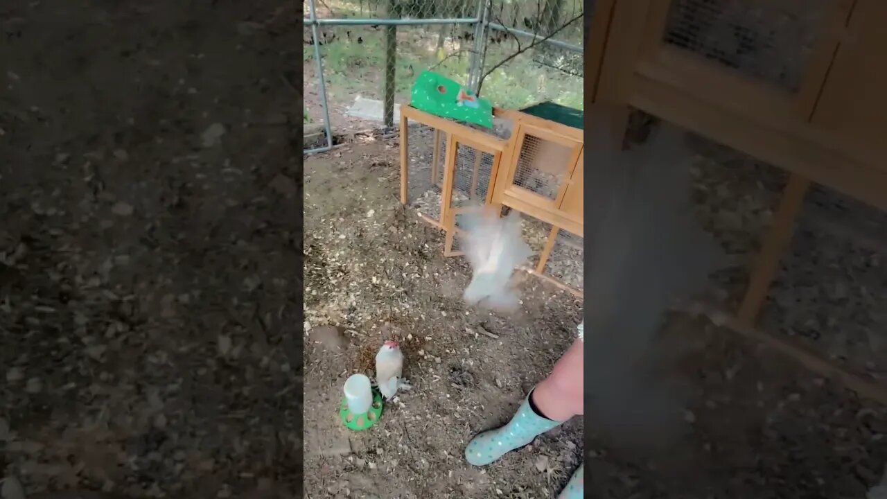 Good Morning 😊 #chicken #chicks #chickencoop #chickenranch #bahamas