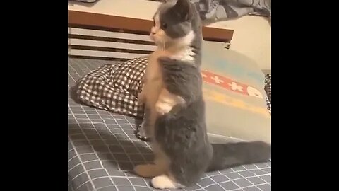 PLAYING CAT VIDEO MEAWWW