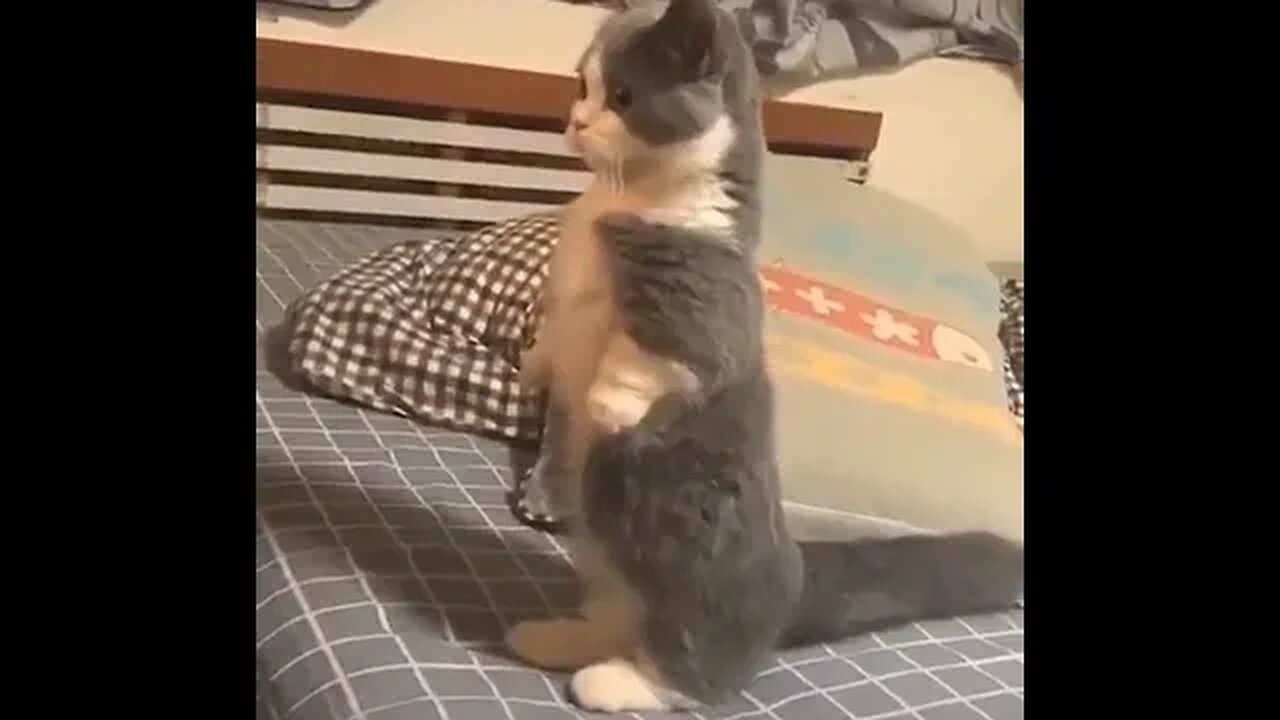 PLAYING CAT VIDEO MEAWWW