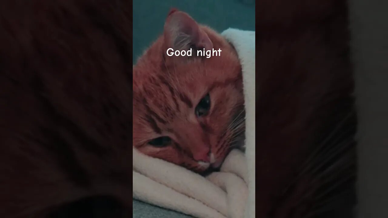 Good night | #friends #pets #catshorts #animalshorts #nfak_world