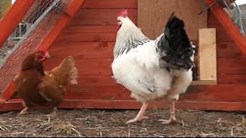 What happened when we put Cockerels in with hens?