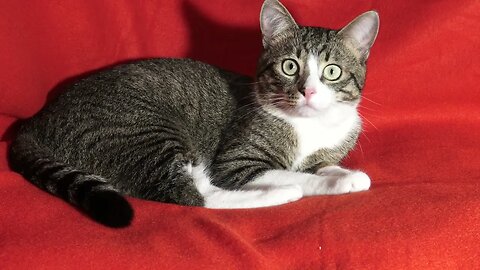 This Cute Cat Has Big Round Eyes