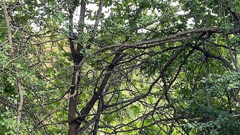 Blue Jay chased away by Chipmunk