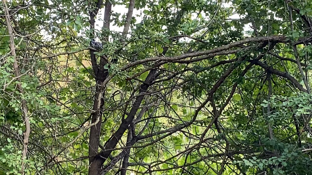 Blue Jay chased away by Chipmunk