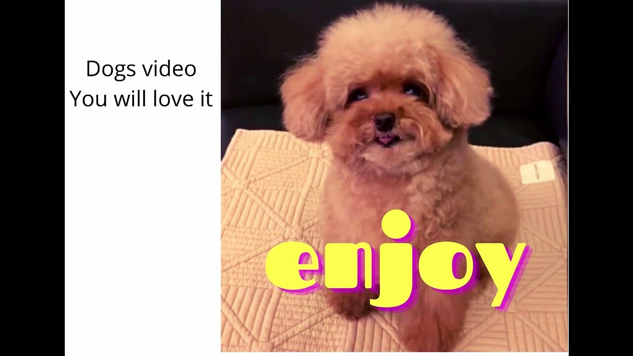 You will laugh for sure !!! Dogs video which will boost up your bad mood.