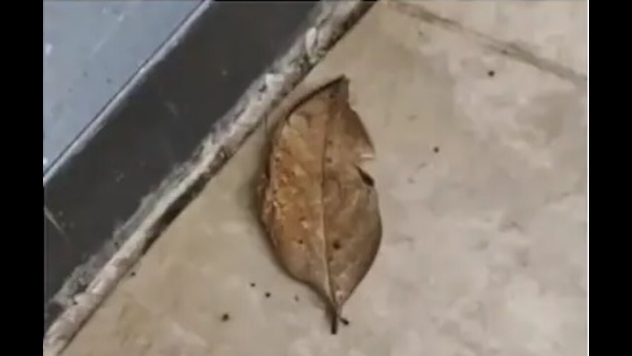 This dry leaf is actually a butterfly. Viral video leaves Internet amazed