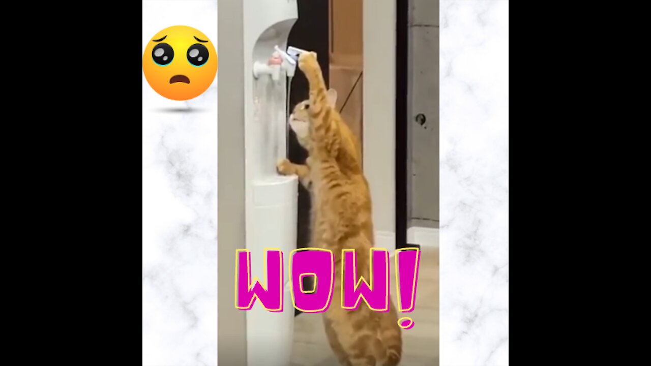 intelligent cat | Funny video | Viral video | Funny meme