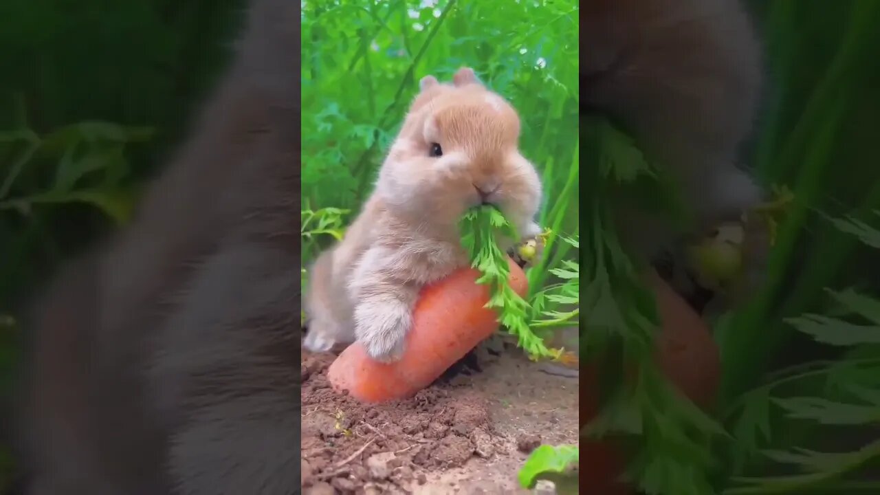 rabbit eats a carrot