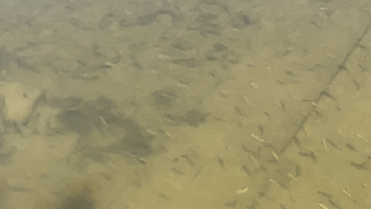 You can actually hear them bite 😊