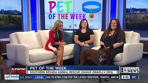 Pet of the Week 10/13
