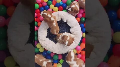 Cavalier Pups are living their best life ever!