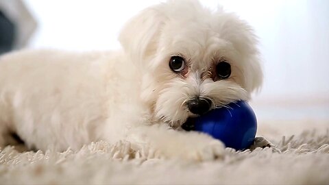 baby 💓 🐕 dog