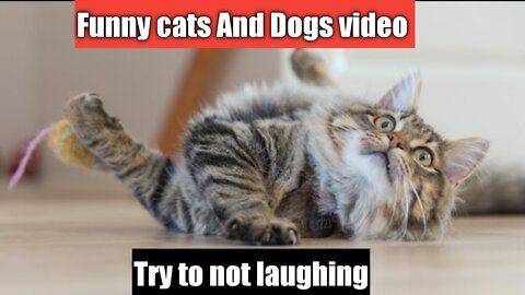 Funny dog and cat video / non stop laughing you never seen.