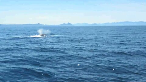 Saw A HUGE Blue Whale Right Next To The Boat