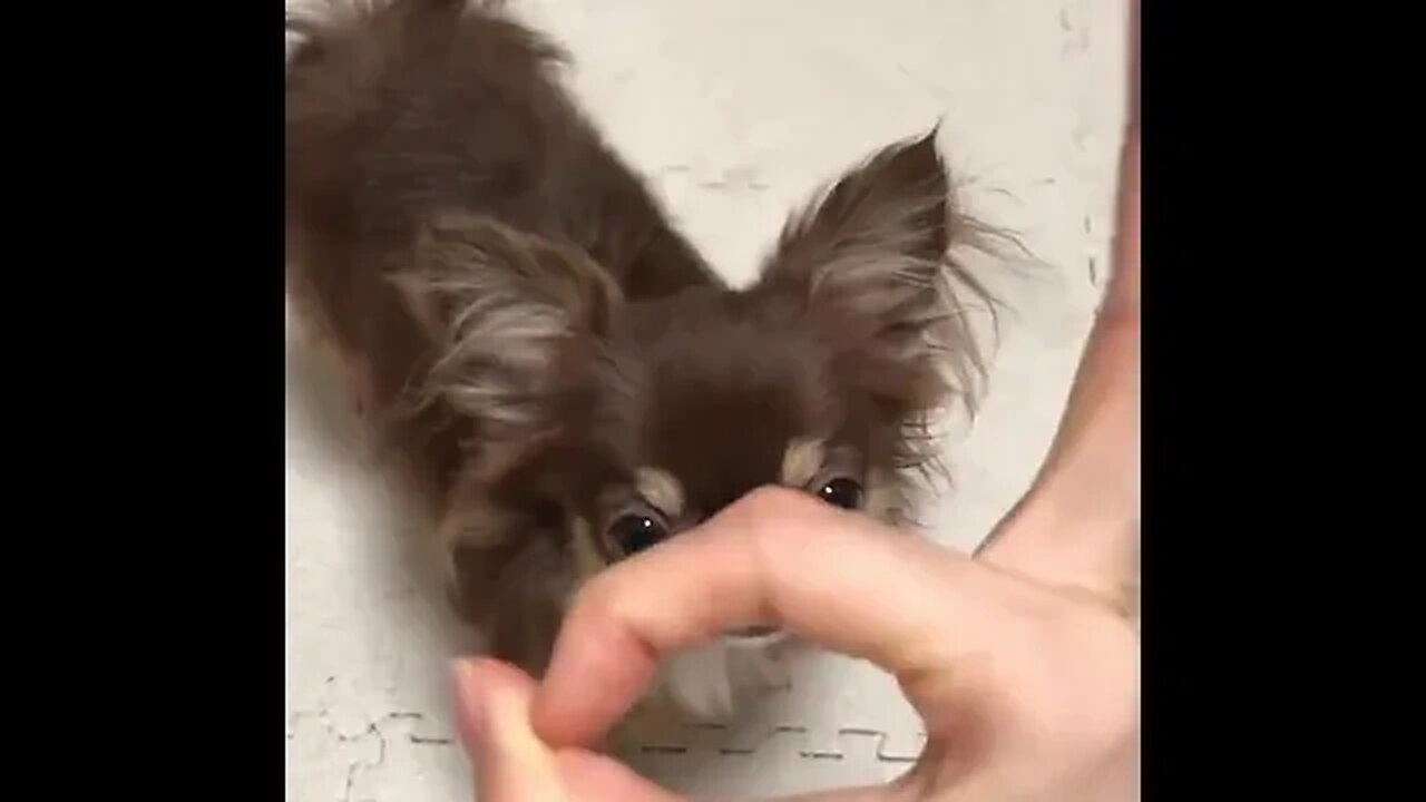 Witness the Most Hilarious Animal Antics You've Ever Seen!