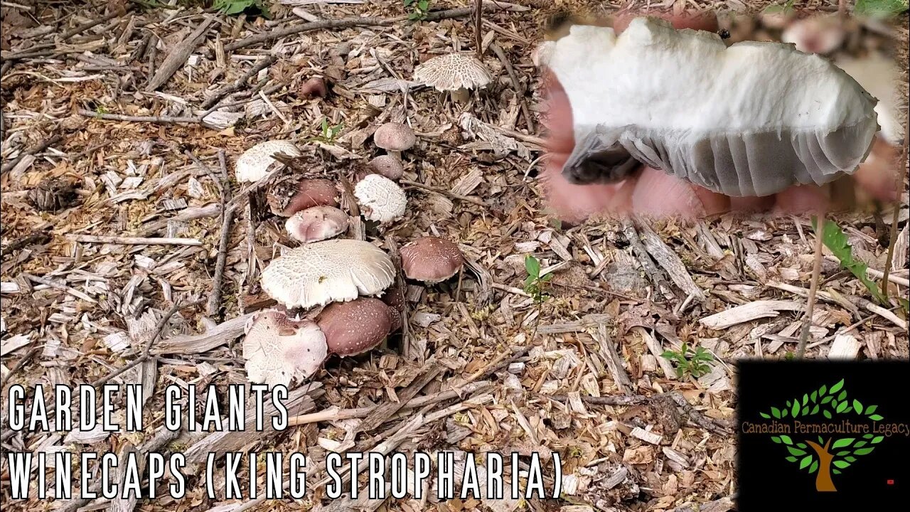 Walkabout - finding mushrooms for lunch in the food forest.