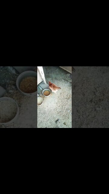 Good morning Forest and Rusty