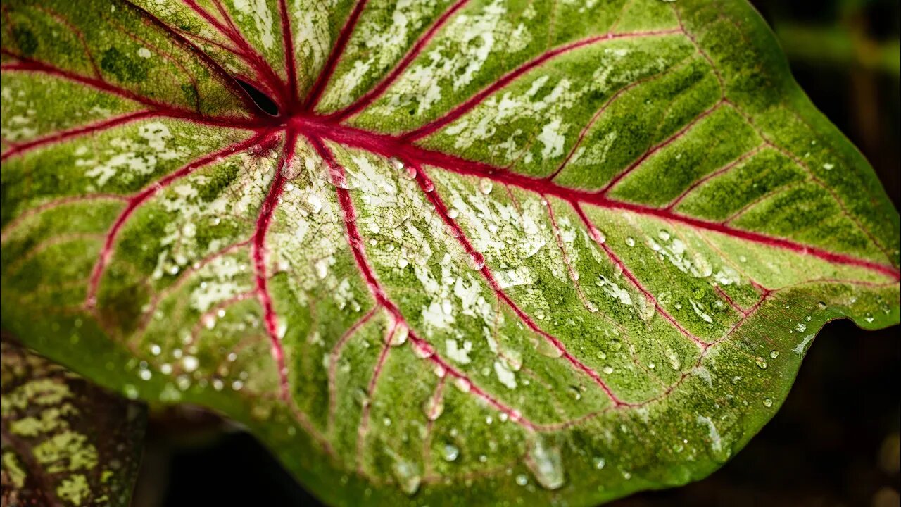 Peaceful Rainy Garden Tour