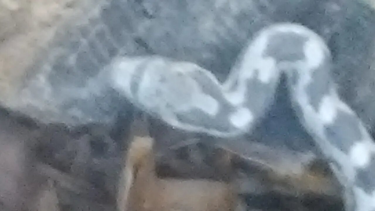 Feeling Froggy ? Jump !