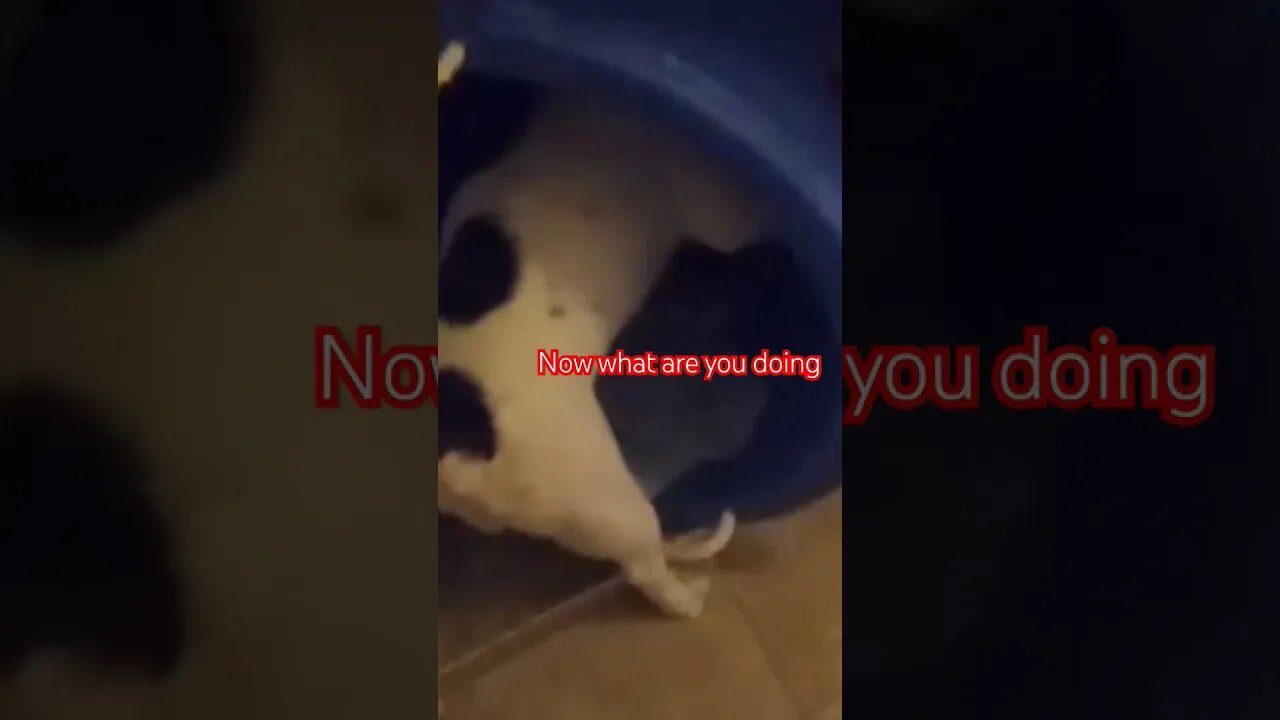 Frenchie gets into everything