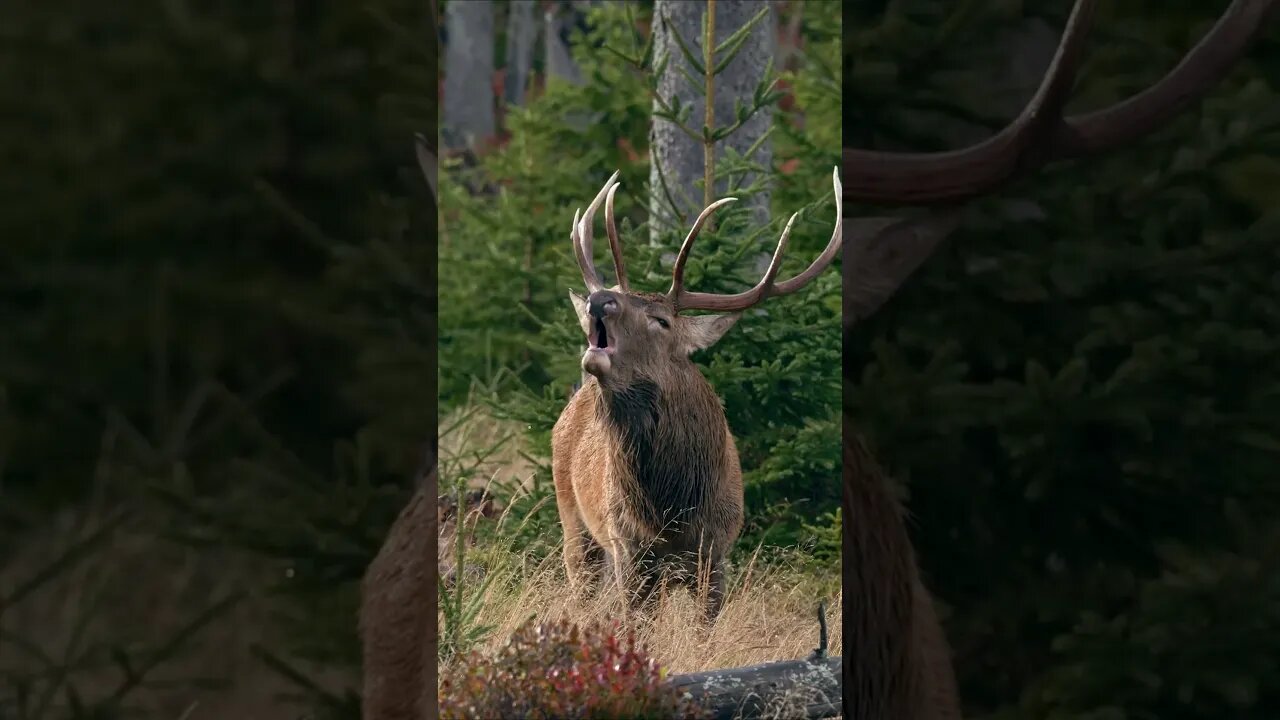 Red Deer Bellows to Claim Territory #shorts #short