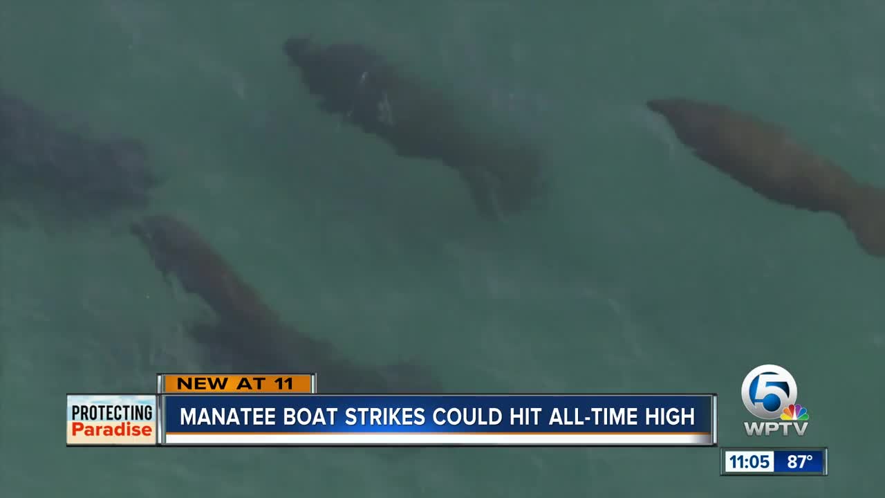 Florida manatee deaths could reach record high