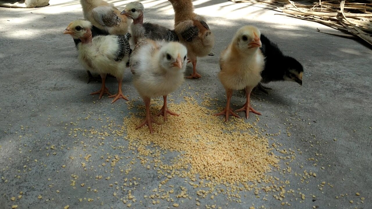 Cute Baby Chickens-- Funny baby chicks