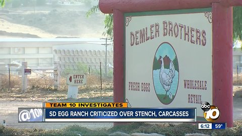 Neighbors criticize SD egg ranch over chicken carcasses, flies and stench