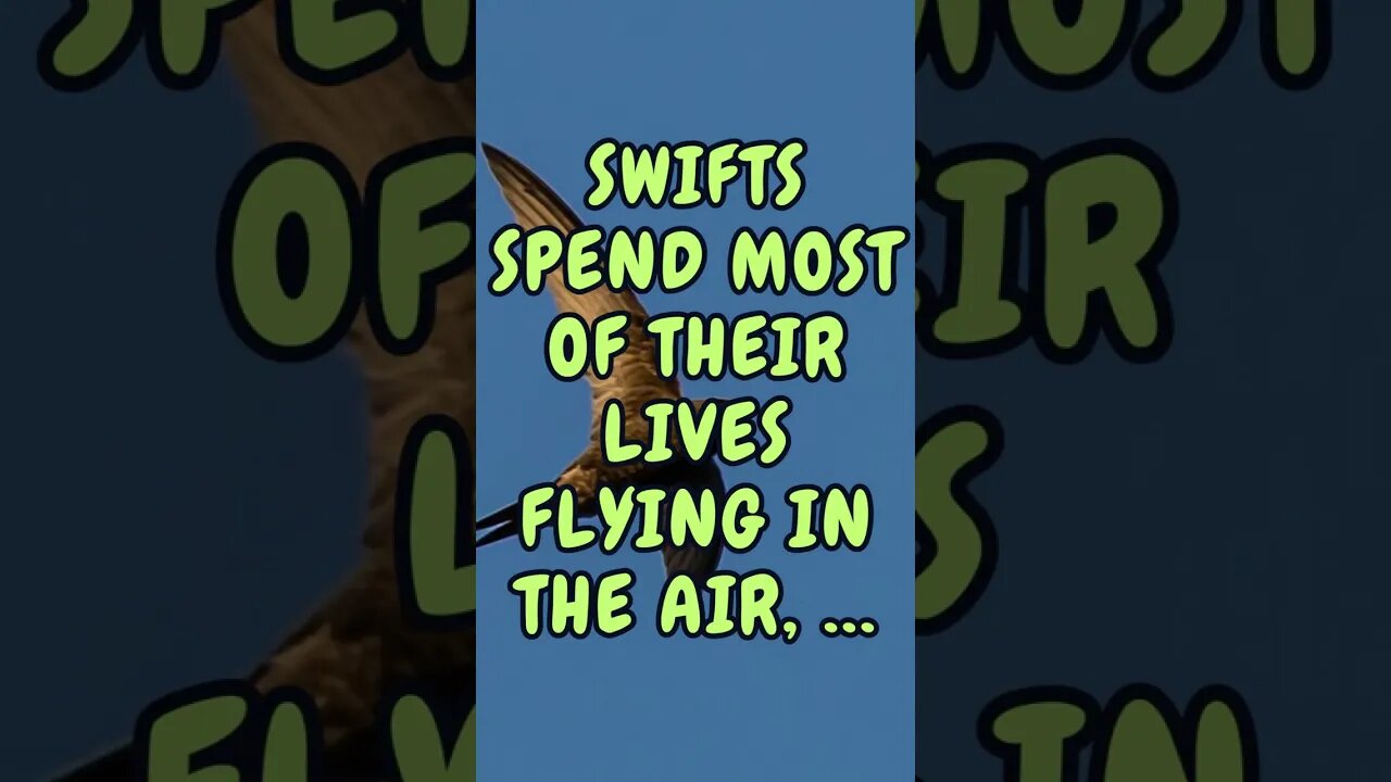 🕊️Discover Fascinating Animal Facts👀 #shorts #shortsfact #animalfacts #funfactsshorts #swift #birds