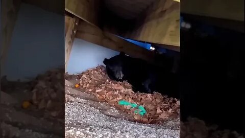 BEAR Hibernating Under a HOUSE