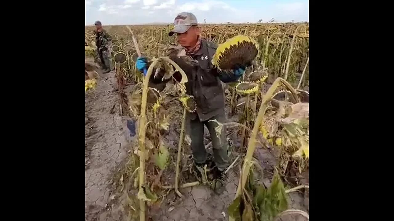 Witness the Art of Sunflower Harvesting