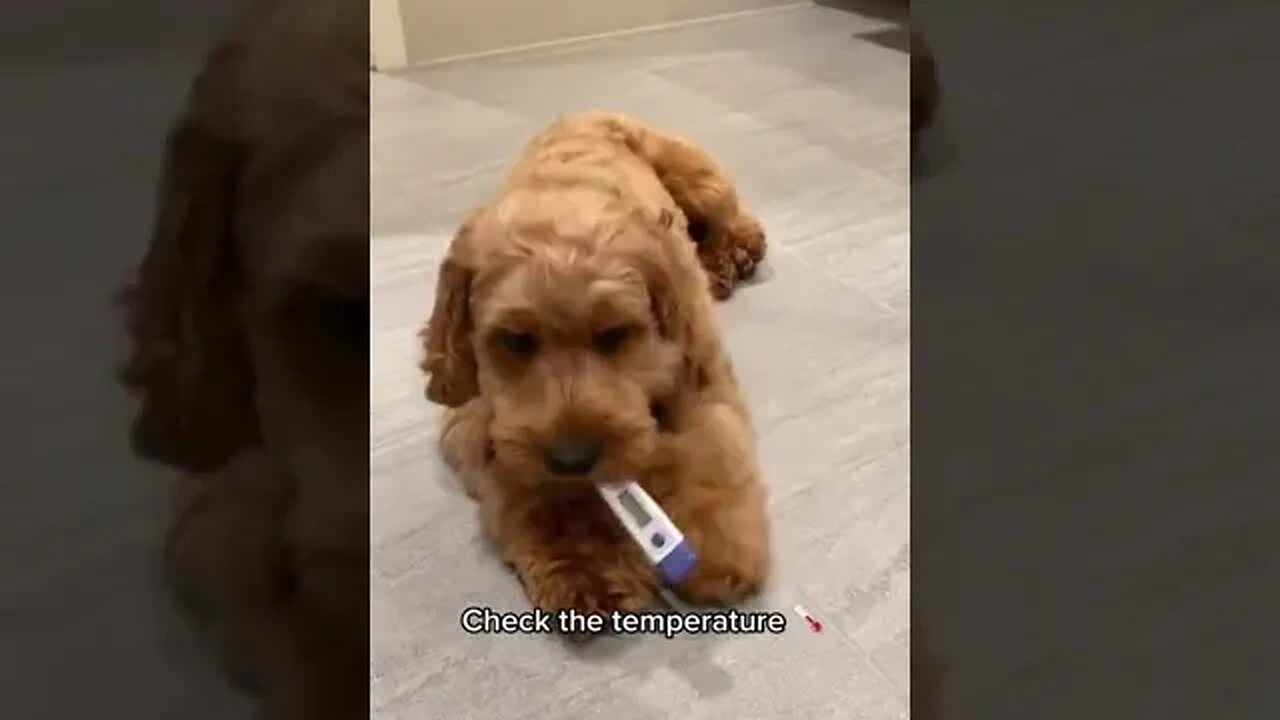 Funny Dog wear mask #petvideos #viral